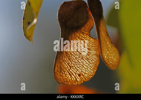 L'érable sycomore ou italien graine très close up avec la lumière derrière l'acer opalus ou pseudoplatanus en italie Banque D'Images