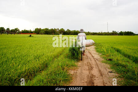 Can Tho, Vietnam - Aug 8, 2016. un homme portant de l'herbe en vélo à Can Tho, Viet Nam du Sud. Can Tho est la quatrième plus grande ville au Vietnam, et la larg Banque D'Images