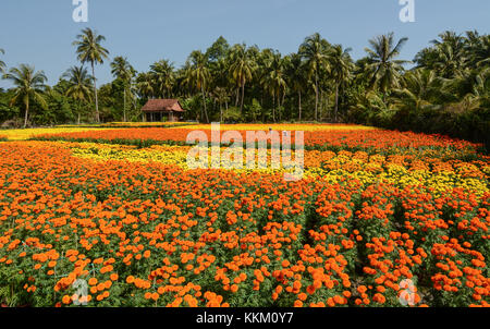 La plantation de fleurs avec une maison en bois à journée ensoleillée dans sa dec, Vietnam. sadec district se spécialise dans les produits du Mékong. Banque D'Images