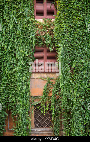 Les fenêtres et volets d'un immeuble résidentiel à Rome, Italie recouverte d'une végétation de type lierre plante. Banque D'Images