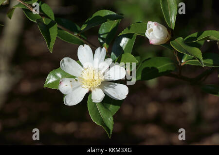 Camellia sasanqua 'Narumigata' Banque D'Images