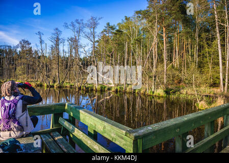 Observation des oiseaux au lac Dolgie Male, dans la zone de protection stricte du parc national de Slowinski, situé sur la côte Baltique, dans la région de Voïvodeship de Pologne, en Pologne Banque D'Images