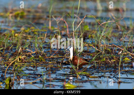 Jacana à poitrine dorée Actophilornis africanus (Afrique), le Parc National de Chobe, au Botswana. Banque D'Images