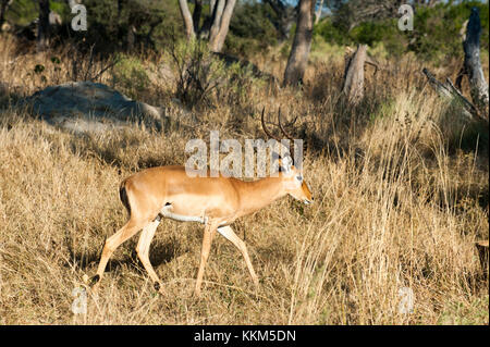 Impala (Aepyceros melampus), chef de l'Île, Moremi, Okavango Delta, Botswana. Banque D'Images