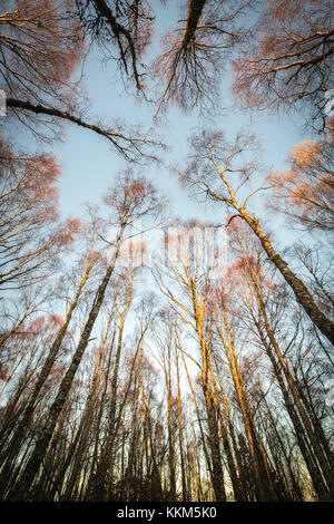 Couvert de bouleaux en automne dans le Parc National de Cairngorms. Banque D'Images