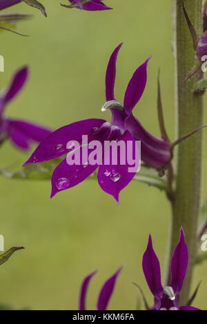 Lobelia 'Hadspen Purple', en bordure de jardin. Banque D'Images