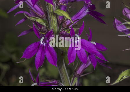 Lobelia 'Hadspen Purple', en bordure de jardin. Banque D'Images