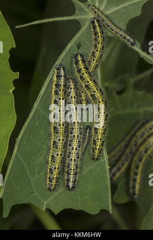 Les larves de grand blanc, Pieris brassicae, sur des feuilles de capucine. Banque D'Images