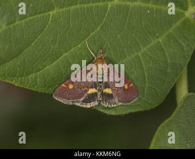 Une espèce de micro, petites Purple & Gold, Pyrausta aurata - rss sur la menthe. Banque D'Images