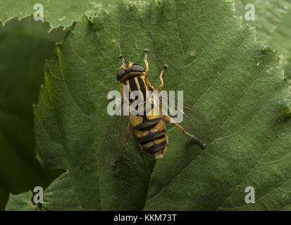 Hoverfly Helophilus pendulus, on leaf Banque D'Images
