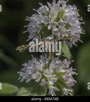 Chat Plume moth, Amblyptylia punctidactyla, réglée sur l'eau des fleurs de menthe. Banque D'Images