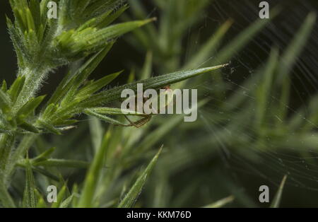 Green Spider de concombre, Araniella cucurbitina, sur l'ajonc d'aiguille. Le Dorset. Banque D'Images