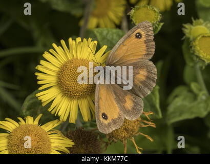 Pyronia tithonus femelle, Gatekeeper, perché sur le fleabane fleur. Le Dorset. Banque D'Images