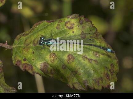 Mâle bleu demoiselle à queue, d'Ischnura elegans, réglée sur bramble feuille. Banque D'Images