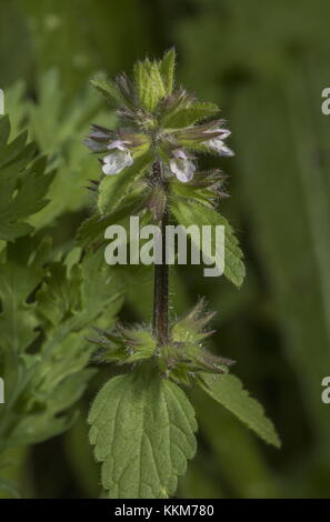 Field woundwort, Stachys arvensis ; mauvaises herbes arables cornfield, dans le Dorset. Banque D'Images