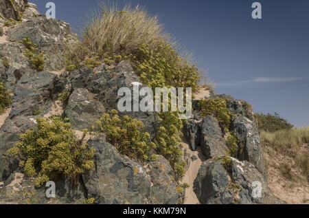 Rock Samphir, Crithmum maritimum, sur les rochers de Newborough Warren, Newborough Warren et Ynys Llanddwyn NNR, Anglesey. Banque D'Images