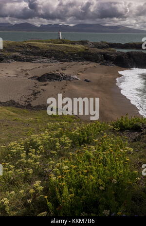 De belles criques de sable à l'extrémité de l'île Llanddwyn Ynys, face aux vieux phare Bach Twr, avec au-delà de Snowdonia. Anglesey. Banque D'Images