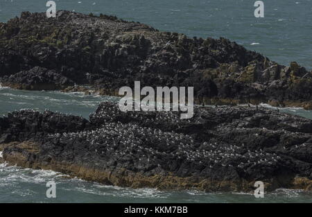 Les goélands et les cormorans se percher sur des îlots au large des côtes, Ynys Llanddwyn, Newborough Warren NNR, Anglesey, Banque D'Images