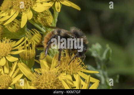 Red-tailed bumblebee Bombus lapidarius travailleur, séneçon en fleurs à la fin de l'été. Banque D'Images