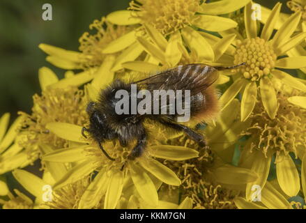 Red-tailed bumblebee Bombus lapidarius travailleur, séneçon en fleurs à la fin de l'été. Banque D'Images