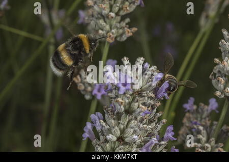 Un cerf de Bumblebee, Bombus lucorum travailleur en vol, arrivant à la lavande. Banque D'Images