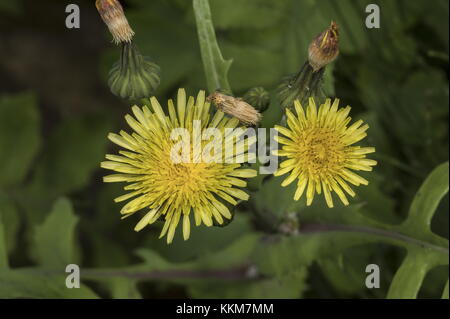 Laiteron Sonchus oleraceus commune, jardin en fleur ; lutte contre les mauvaises herbes, dans le Norfolk. Banque D'Images