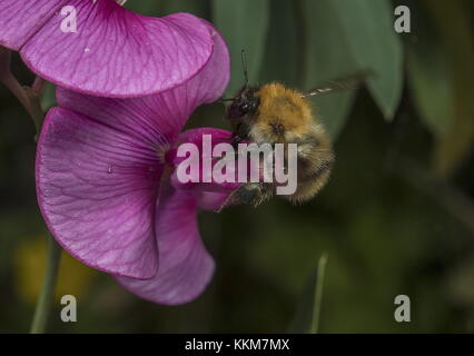 Les travailleurs, les bourdons Bombus pascuorum Cardeur à éternelle à larges feuilles fleurs de pois. Banque D'Images