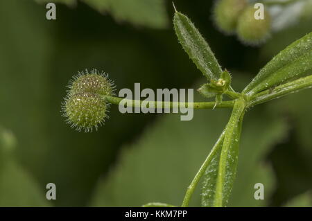 Le sticky fruits de gaillet ou éleusine, Galium aparine. Banque D'Images