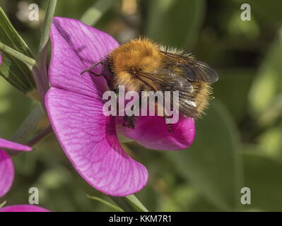 Ouvrier Common Carder Bumblebee, Bombus pascuorum sur pois perpétuel à larges feuilles, jardin. Banque D'Images