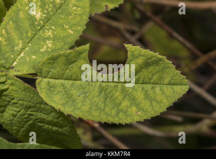 Rose-feuille par feuille coupe-cutter bee, Megachile centuncularis Norfolk ; jardin. Banque D'Images