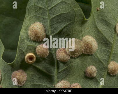 Paillette, Neuroterus quercusbaccarum, causée par une guêpe cynipide, sur feuille de chêne, avec une glande de bouton de soie. Banque D'Images