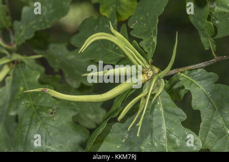 RAM's Horn Gall, Andricus aries, sur Common Oak à la fin de l'été, Norfolk. Banque D'Images