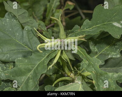 RAM's Horn Gall, Andricus aries, sur Common Oak à la fin de l'été, Norfolk. Banque D'Images