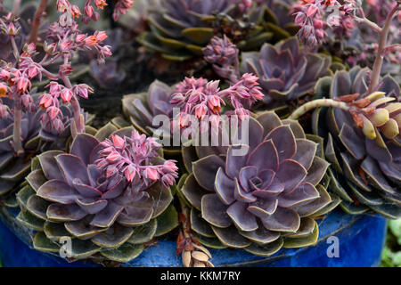 Echeveria agavoides taurus, succulentes succulentes,fleurs,fleurs,, spike,crampons,feuilles charnues, rosettes, clustering,,plantes,RM,alpine alpine Floral Banque D'Images