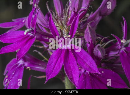 Lobelia 'Hadspen Purple', en bordure de jardin. Banque D'Images