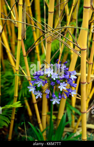 Phyllostachys vivax aureocaulis jaune doré, bois, bambous bambou chinois,bambou, agapanthus bleu combinaison,jardin,Fleurs,RM Banque D'Images