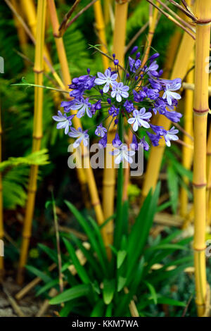 Phyllostachys vivax aureocaulis jaune doré, bois, bambous bambou chinois,bambou, agapanthus bleu combinaison,jardin,Fleurs,RM Banque D'Images