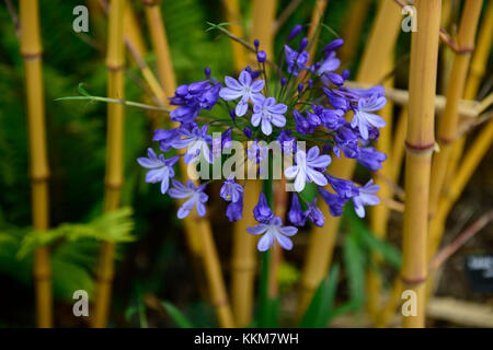 Phyllostachys vivax aureocaulis jaune doré, bois, bambous bambou chinois,bambou, agapanthus bleu combinaison,jardin,Fleurs,RM Banque D'Images