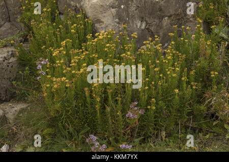 Golden Samphire, Inula crithmoides, avec l'aster de mer, sur calcaire, côte du Dorset. Banque D'Images