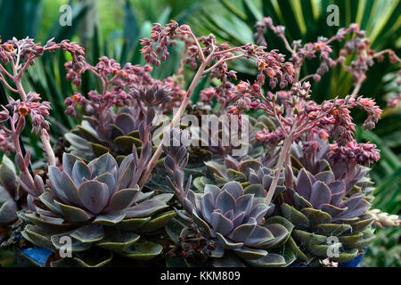 Echeveria agavoides taurus, succulentes succulentes,fleurs,fleurs,, spike,crampons,feuilles charnues, rosettes, clustering,,plantes,RM,alpine alpine Floral Banque D'Images