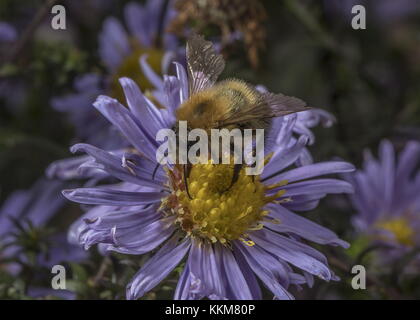 Abeille Carder commune, Bombus pascuorum, sur le jardin michaelmas Daisy, Dorset. Banque D'Images