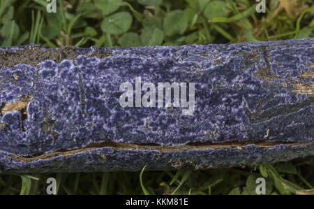 Croûte de cobalt, Terana caerulea, sur branche de prune domestique, Dorset. Banque D'Images