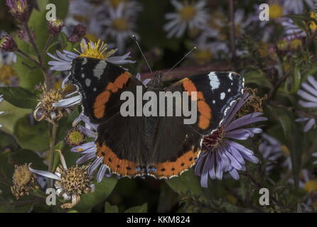 Papillon rouge amiral sur le jardin Michaelmas Daisies, automne. Banque D'Images