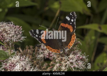 Papillon rouge Amiral sur chanvre Agrimony, Eupatorium cannabinum, automne. Banque D'Images