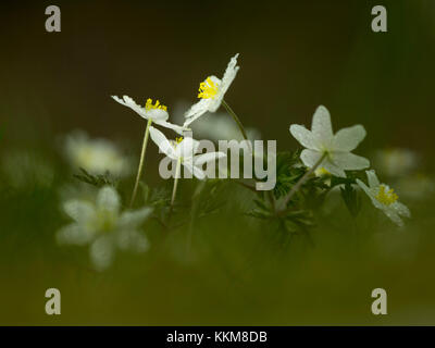 Bois d'anémones, close-up, anemone nemorosa Banque D'Images