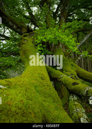 Vieux chêne près de geschwend, forêt noire, Bade-Wurtemberg, Allemagne, Banque D'Images