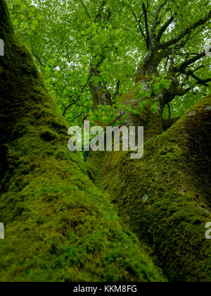 Vieux chêne près de geschwend, forêt noire, Bade-Wurtemberg, Allemagne, Banque D'Images