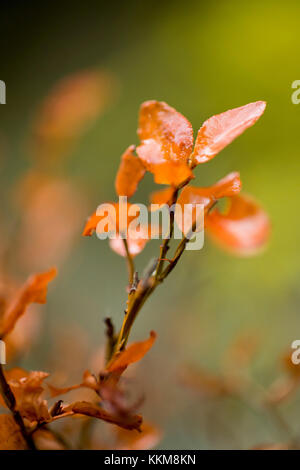 Feuilles de bleuets à l'automne, close-up, Vaccinium myrtillus Banque D'Images