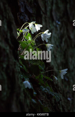 Les anémones de bois à falaise, anemone nemorosa Banque D'Images