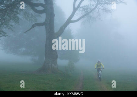 Vélo de montagne près de la forêt-noire, utzenfeld, Bade-Wurtemberg, Allemagne Banque D'Images